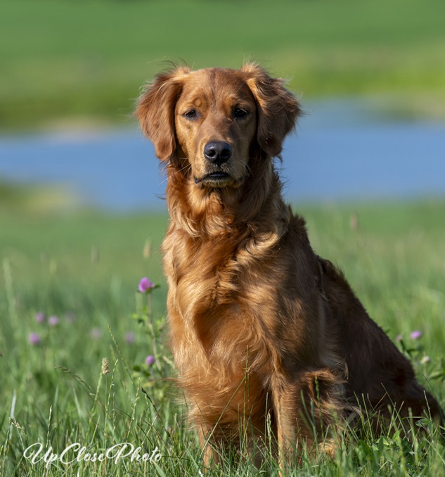 Gold Eagle Retrievers - Golden Retrievers - Wisconsin